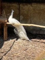 img_7100